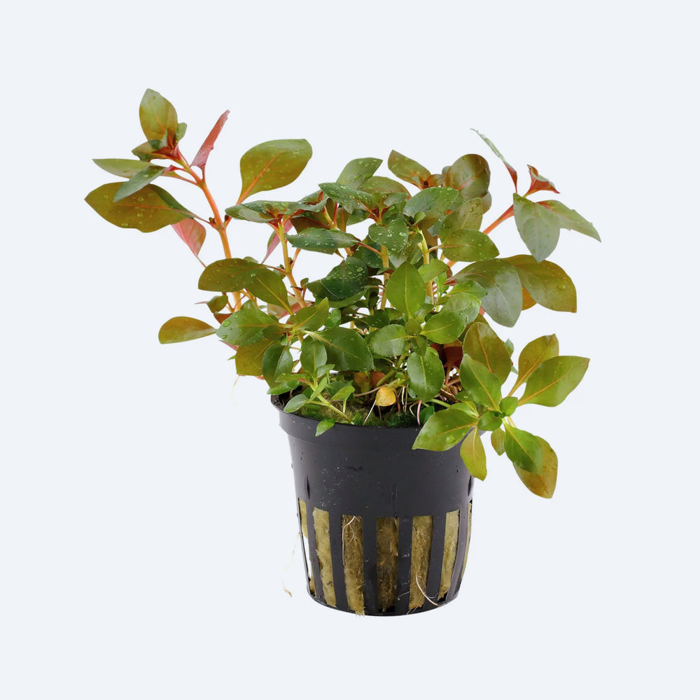 Potted plant with green leaves on a white background