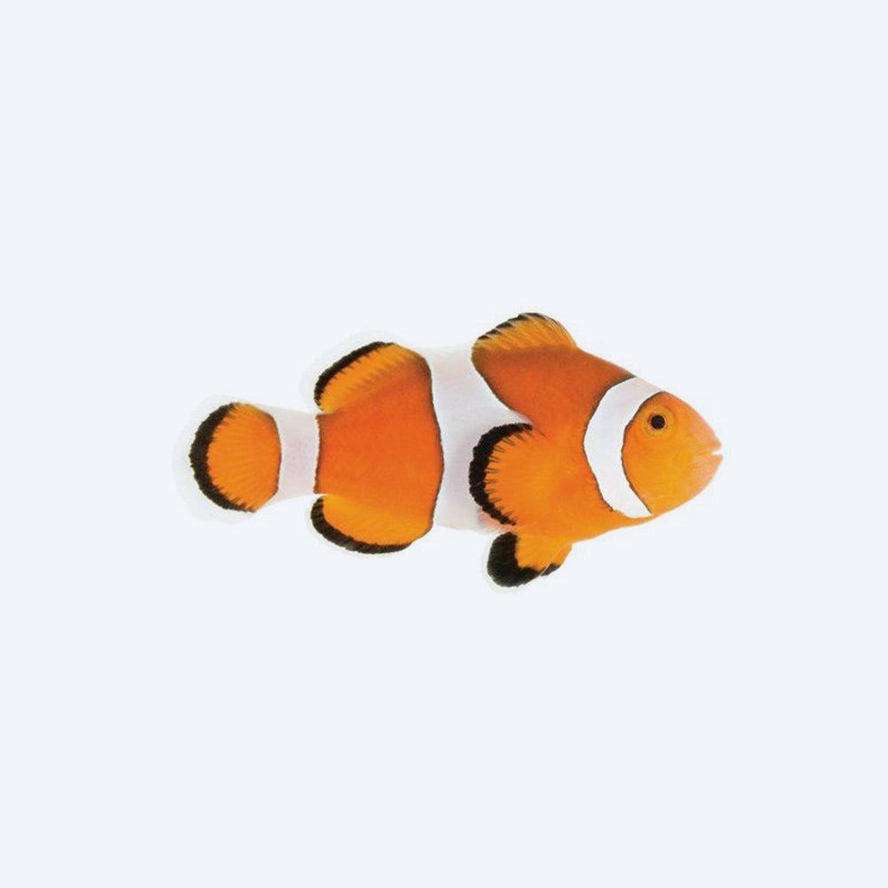 Two orange clownfish with white stripes on a white background