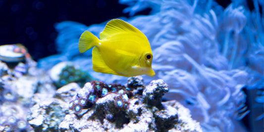 A Beginner's Guide to Setting Up a Saltwater Tank