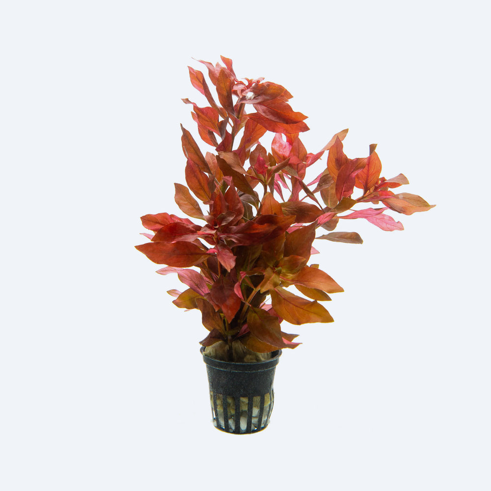 Aquatic plant with red and pink leaves in a pot on a white background