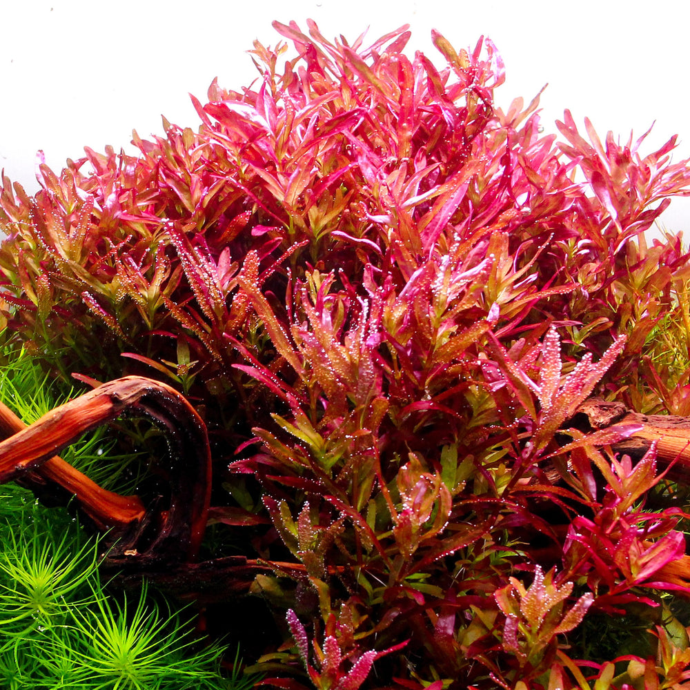 Close-up of vibrant red and green aquatic plants on a white background