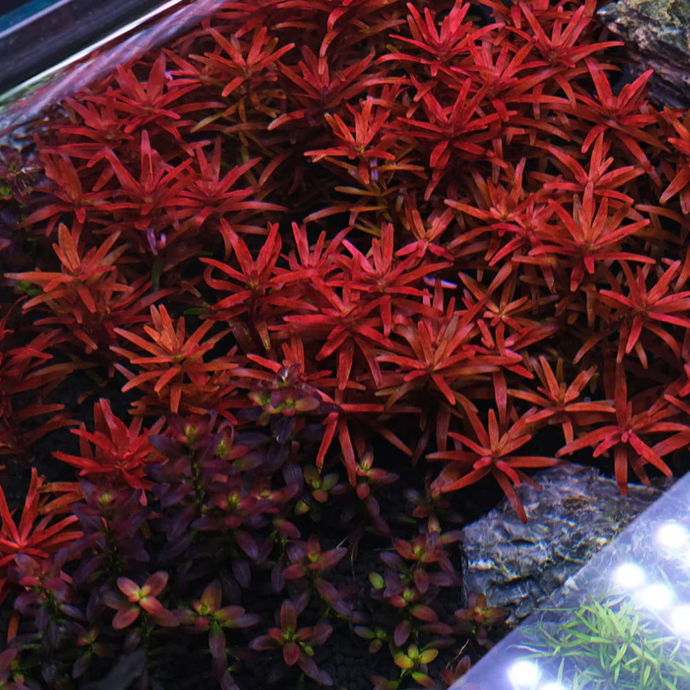 Close-up of vibrant red and purple aquarium plants with a dark background